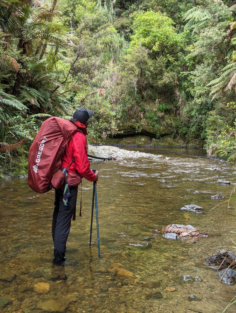 La rivière de Puketi Forest 

