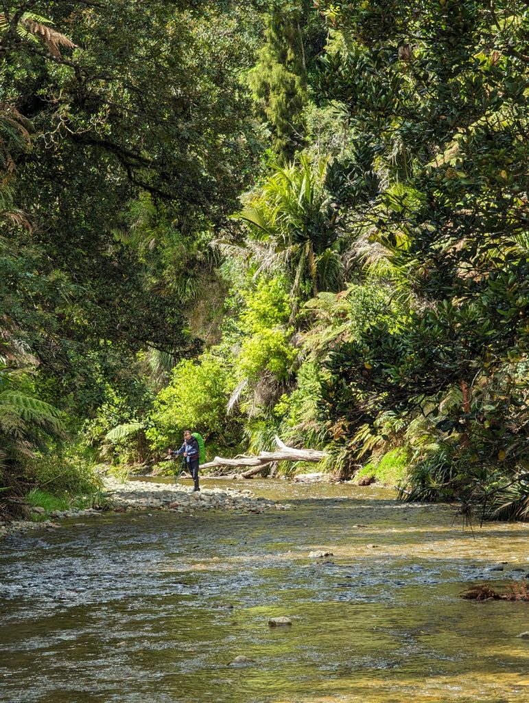section de Puketi forest sur le Te Araroa 
