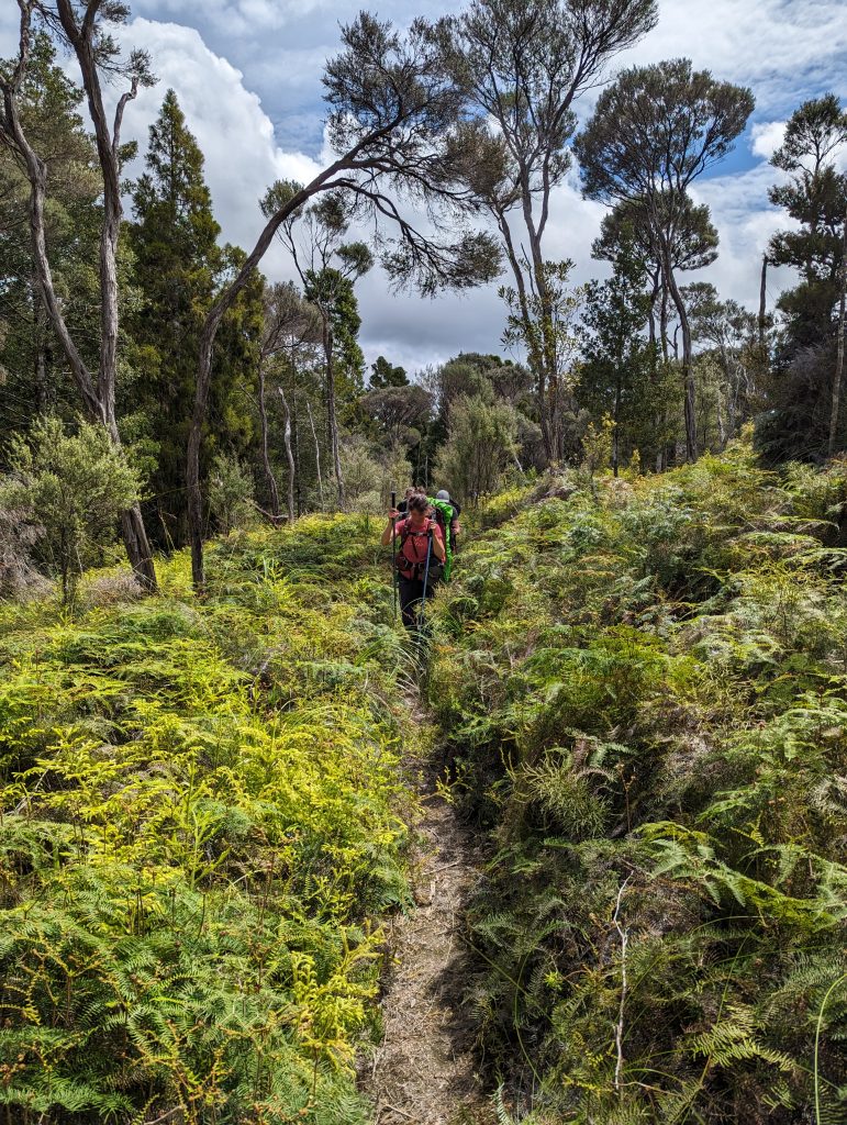 Chemin dans la forêt après Elisabeth Bay
