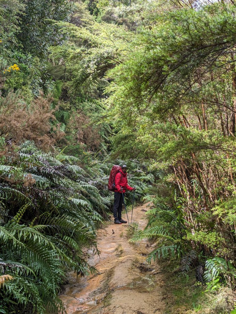 sur les chemins boueux de la dôme forest 
